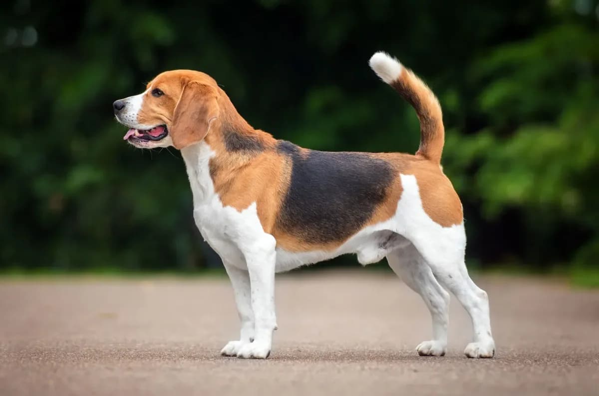 Original photo of Beagle in Profile