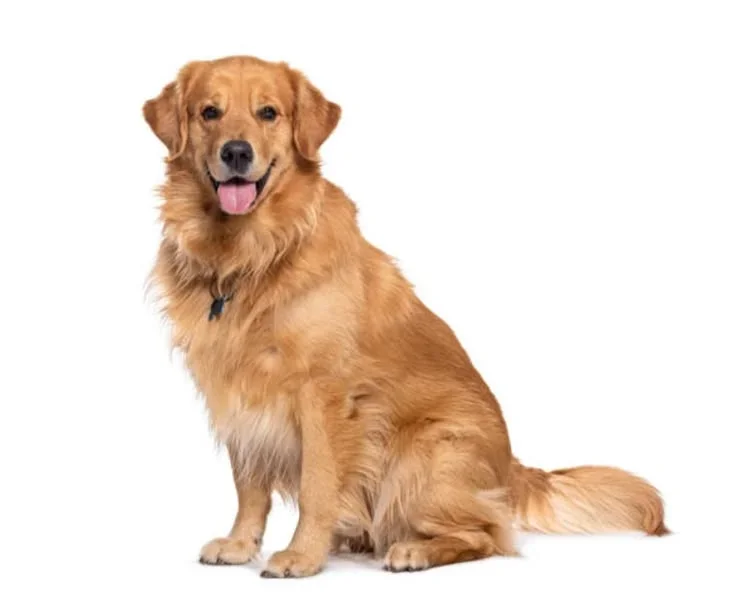 Original photo of Golden Retriever Sitting Portrait